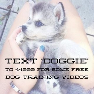 A Dog's Life tweet media