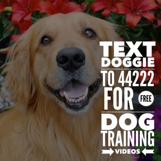 A Dog's Life tweet media