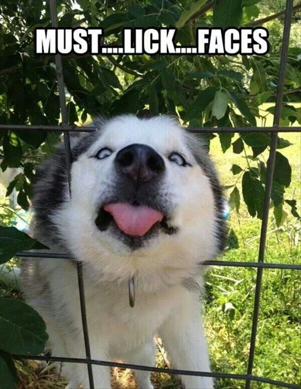 flyball_zone's tweet photo. Must...lick...faces! #dog #flyball https://t.co/CYPbg6IBK9 https://t.co/nlclCidRKg