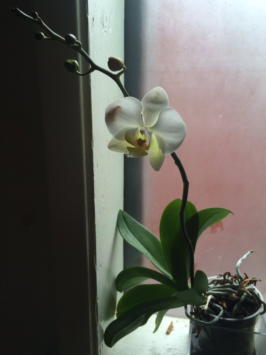 PrincessFeeFi's tweet image. @Paper_Kenzie mostly white!! I win!! 🌺