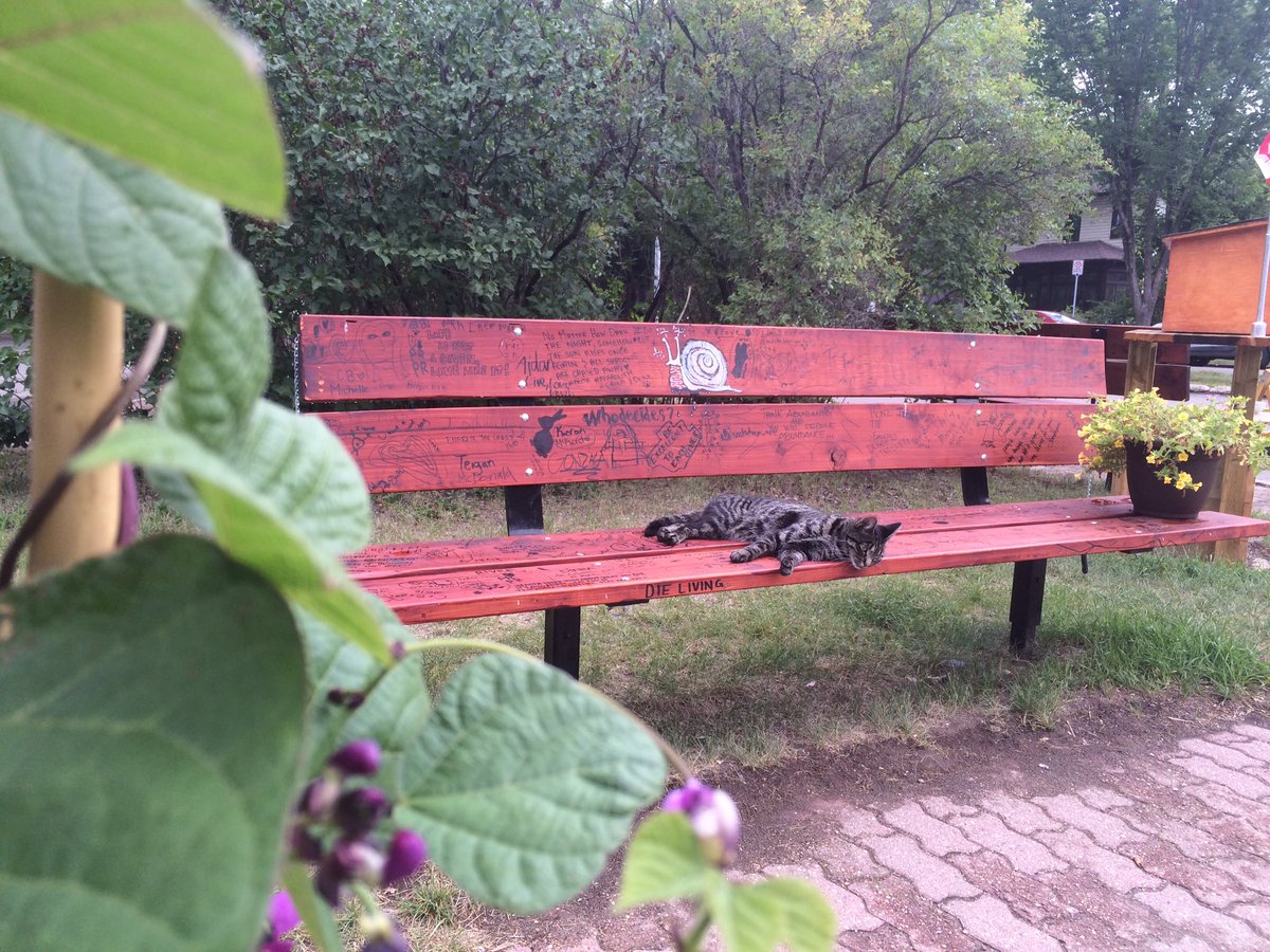 Cat resting at Temperance parklet. Liveableyxe node for community #yxe #nutana