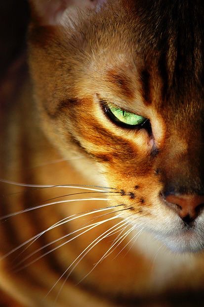 Elverojaguar's tweet photo. 🐾😺🎈🐯🍒🌞🐾 https://t.co/4C6ojR1QFw