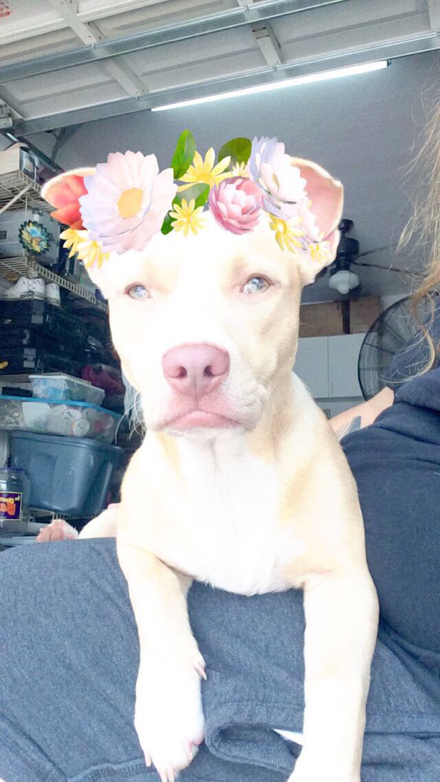 LifeOfYoly's tweet photo. My son is the snap chat mascot. https://t.co/EUuqGAwz31