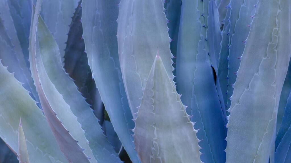 SpaMassageUK's tweet photo. Blue Agave is a perfect alternative to refined sugar.
#Massage #7DaysPerWeek #OpenLate #London https://t.co/Num14N13LM