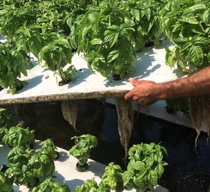AsburyFresh's tweet photo. Oko Farms Adult Apprenticeship program is offered at 3 aquaponic farms in Brooklyn! https://t.co/BeePiJfDmZ https://t.co/14neI7LysC