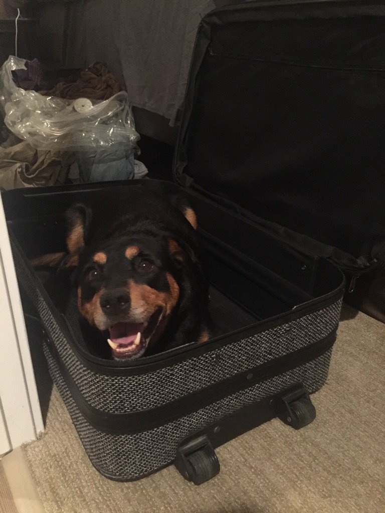 Aezztra's tweet image. So anxious about leaving #shika at a different boarding place. #petparentproblems #shikamaru #pet #pets #pittweiler