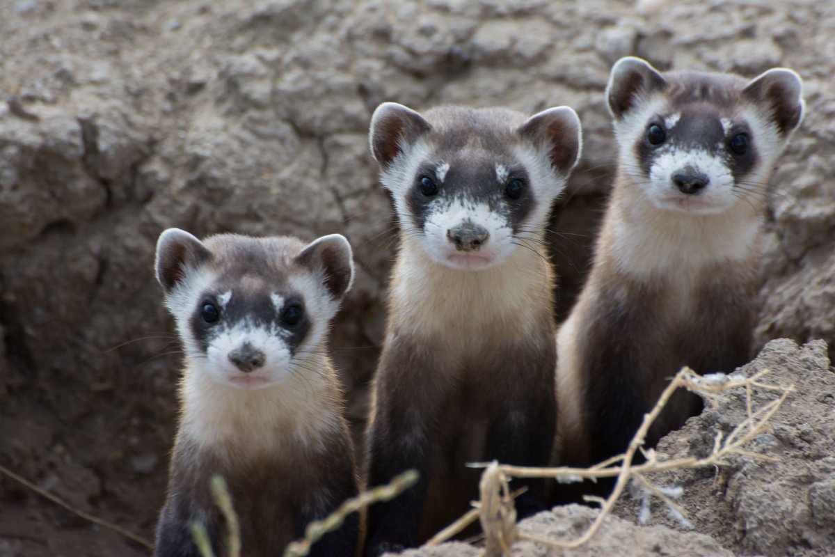 Black-footed ferrets have returned to Wyoming! It’s another #WildlifeWin on.doi.gov/BFFerrets