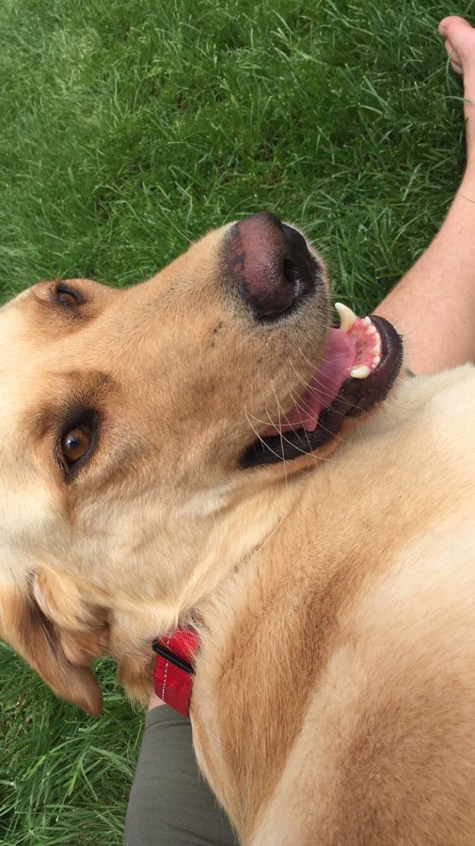 JakeHaIey01's tweet photo. So... My mom just got a dog. Can't say I'm surprised. #hellosimba https://t.co/NuLmQYBoYn