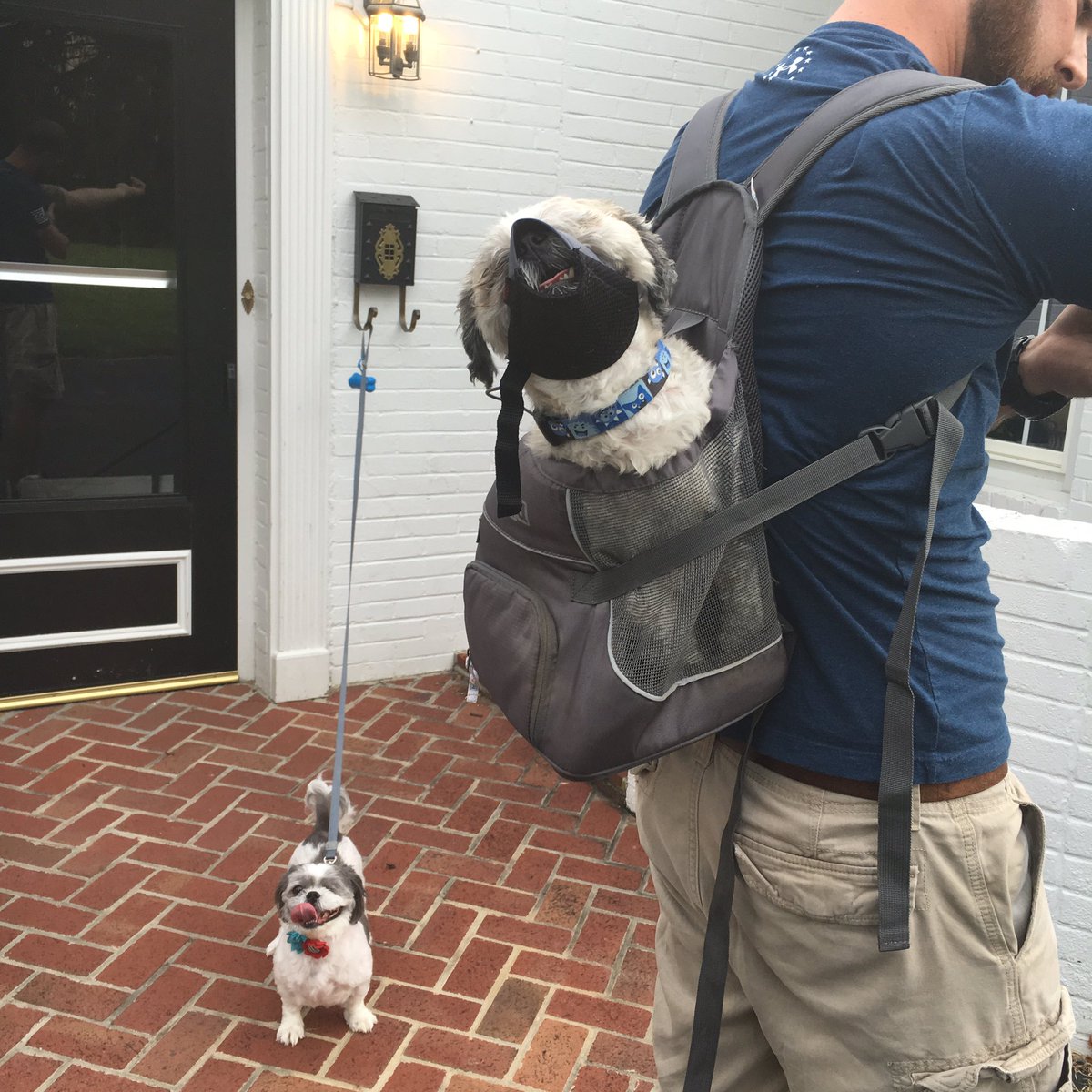 Oreo_CookieCake's tweet photo. My brother, #Hannibal...er, Saywer. #BlindDogProblems #Adopted #ShihTzu https://t.co/kIOAIDgncA
