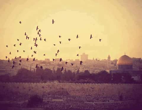 shymaatarek72's tweet photo. يوما ما ستشرق شمس الحرية فى فلسطين❤
لبيك يا قدس❤🙏 #boycottGoogle https://t.co/5hFIUMV73Z