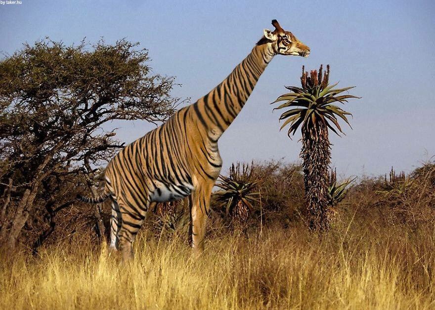 AwesomenessMost's tweet image. Amazing animals artwork