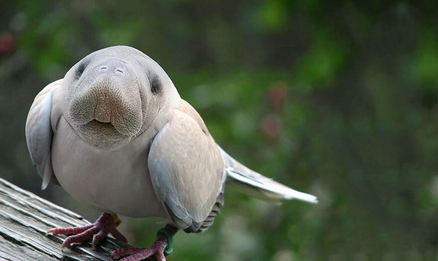 AwesomenessMost's tweet image. Amazing animals artwork