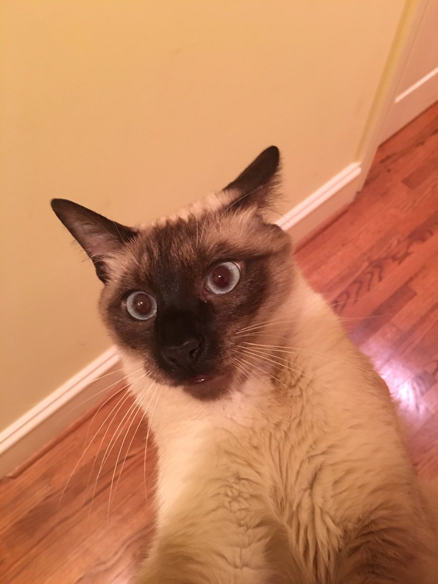 mhbethune's tweet photo. when ur parents get u a cake that looks like ur cat https://t.co/WeiUaeLd78