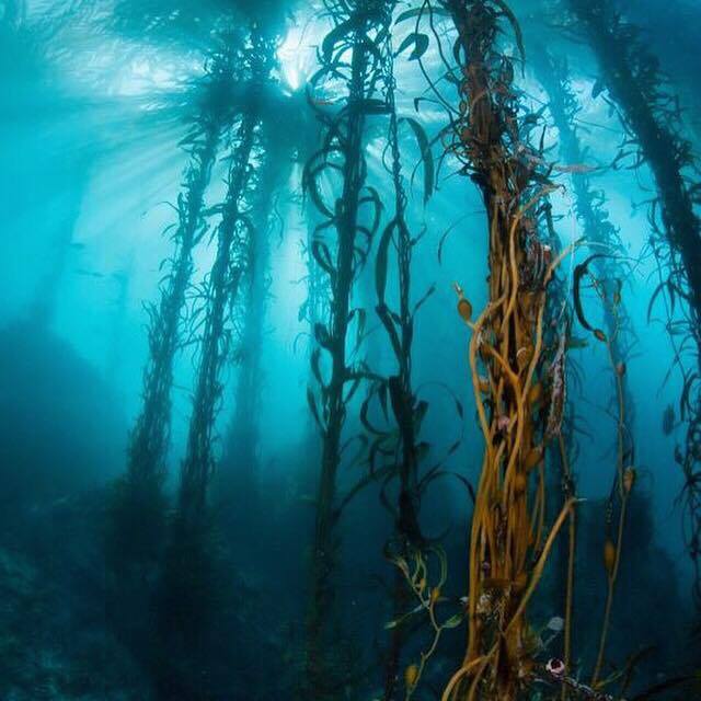 Monterey Bay Aquarium tweet media