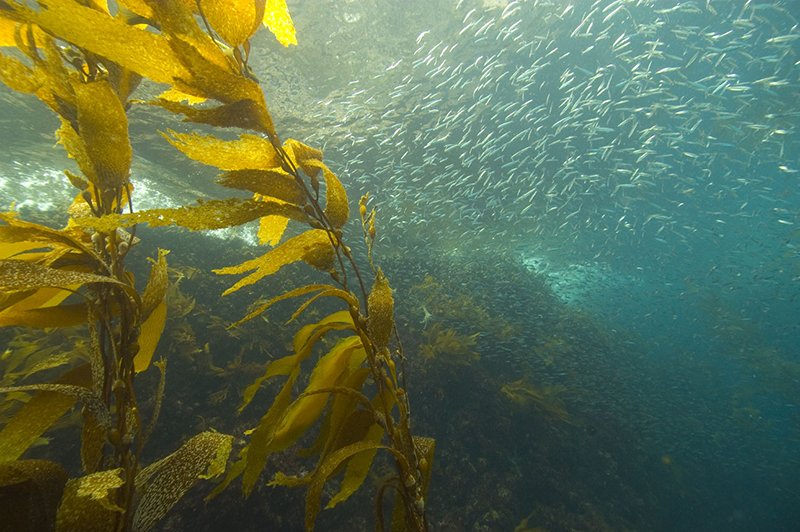 YaleE360's tweet photo. Scientists are studying whether growing kelp can help slow ocean acidification. https://t.co/7O98jj9M5B https://t.co/tRycOMComt