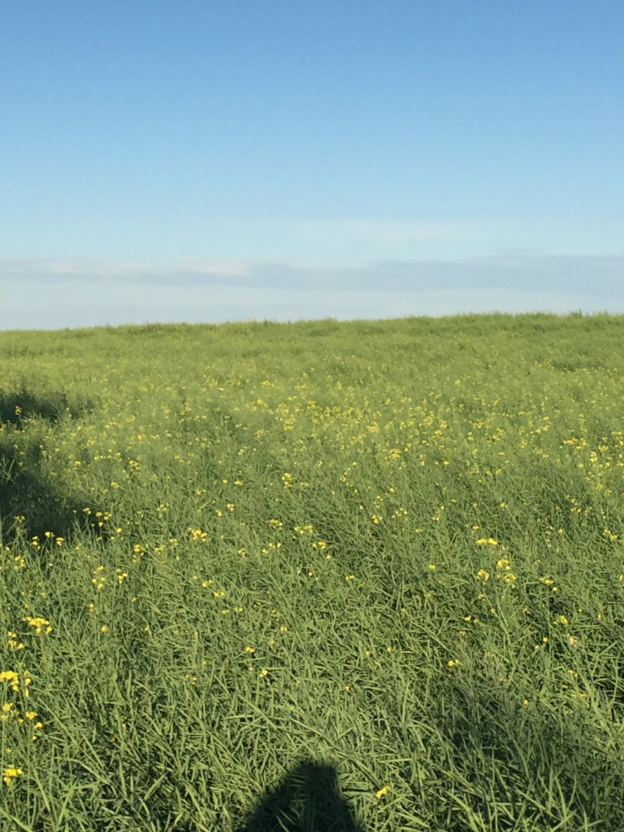 CamCanola's tweet photo. I am filling pods, with the odd flower finishing up. #SY4157 https://t.co/yWaRugfFul