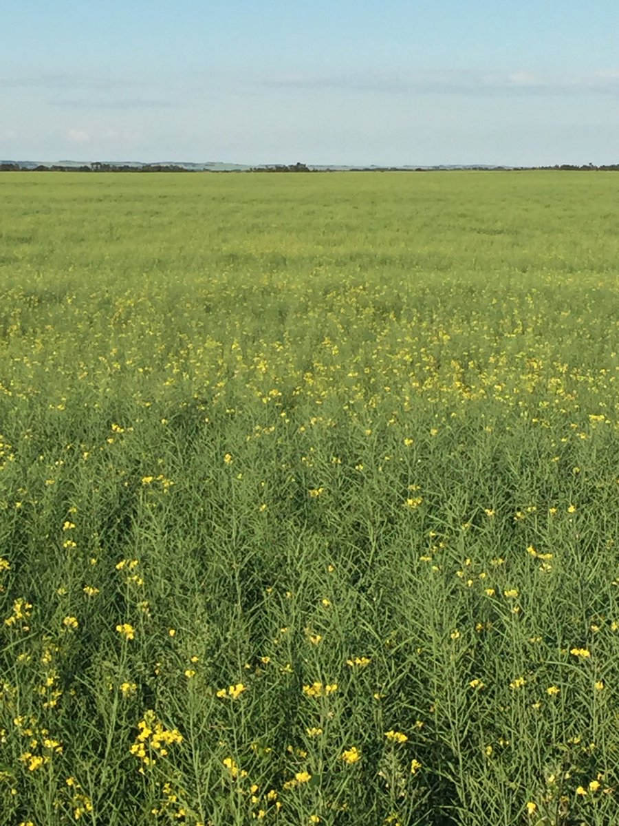 CamCanola's tweet photo. I am filling pods, with the odd flower finishing up. #SY4157 https://t.co/yWaRugfFul