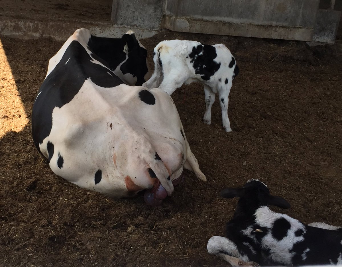 one_oak_farms's tweet photo. We're seeing double! 4 sets of twins in this heat wave but it seems like #Imrestor is helping these fresh cows cope! https://t.co/MY0HgjoT3A