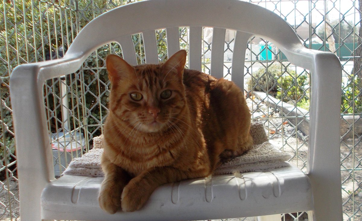 SB_NewsPress's tweet photo. #ForeverFriendFriday: Symba, the king of cats, needs a castle of his own: 805-688-8224. #AdoptDontShop #SantaBarbara https://t.co/w20g1oHLW8