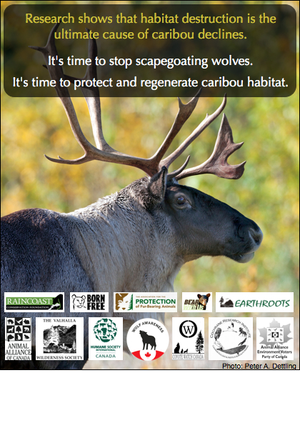 FurBearers's tweet photo. Pls tell #Alberta #abpoli that #Caribou need #ForestsNotFences and #NoWolfCull Comment: https://t.co/Feg6Zst8L3 https://t.co/d7SetqT7AV