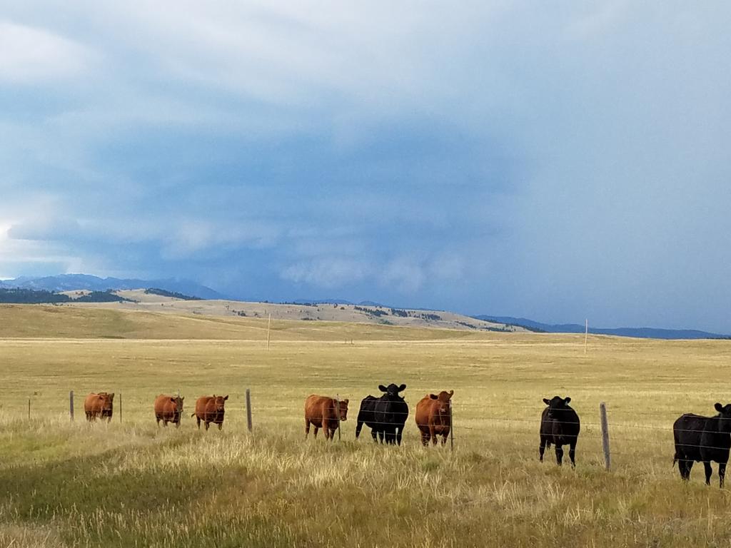Meso with storm west of hermosa... and cows #sdwx <a href="/NWSRapidCity/">NWS Rapid City</a>