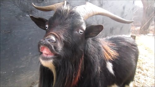 GoatTag's tweet photo. Have a Flehmen Friday everyone. - GOAT https://t.co/OI8N78YR00