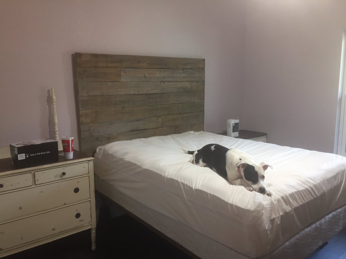 mirlefthome's tweet photo. While Mir is wild - magnolia is chill on their new bed. 💚💛🐶 https://t.co/UDcZiVYXC8