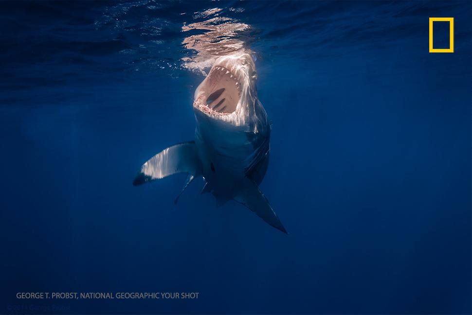 NatGeo's tweet image. Friday Fact: Great White Sharks can detect a drop of blood in 25 gallons of water.