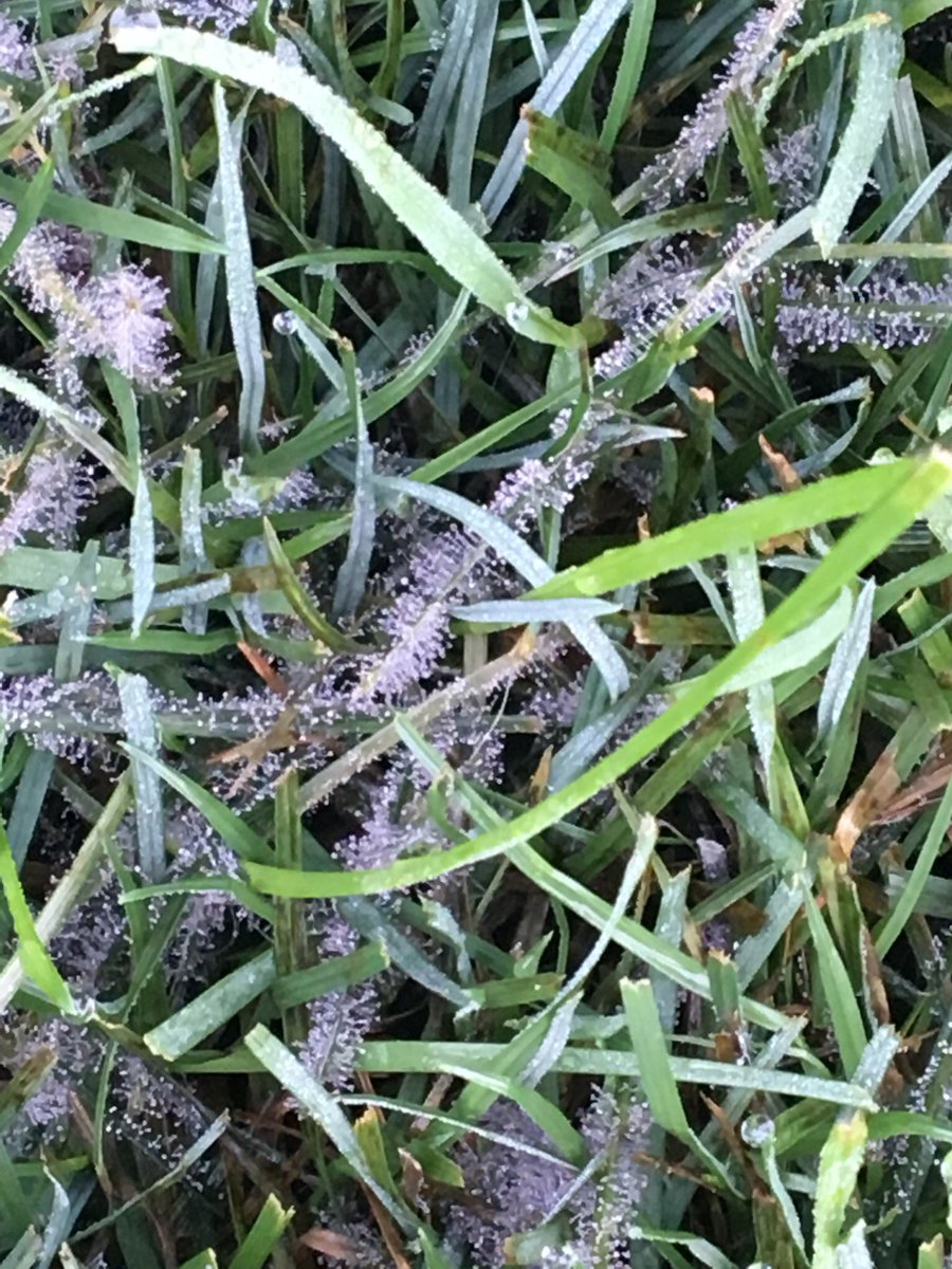 Awesome spore production as well as Pythium this AM #turfdisease