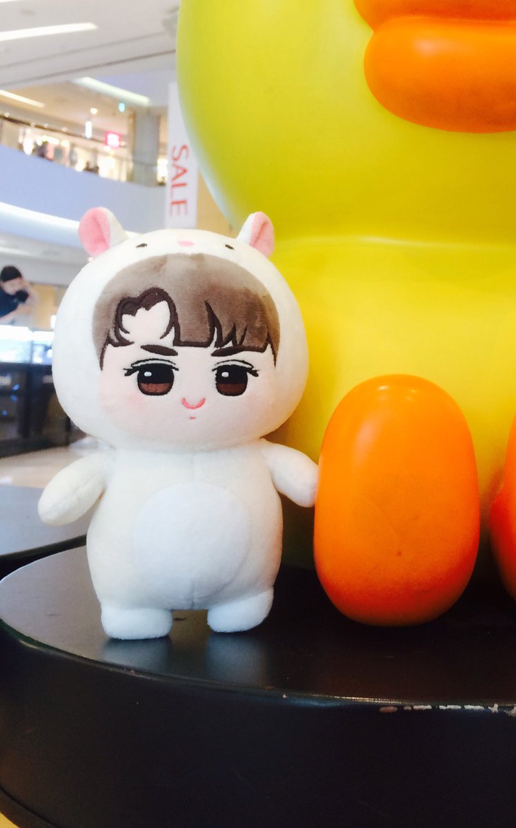 Hyangtori's tweet photo. 1차와 다르게 2차샘플은 얼굴 면적이 더 넓어졌다는 문의가 들어왔는데 실제론 하나도 그렇지 않아요! 😂 사진빨 못 받는 햫토리..🐹 실물로는 적당하고 딱 예뻐요! ☺️💕 그리고 1차 때와 똑같이 뚠뚠해요! 🐷 https://t.co/ti6VnhSAng