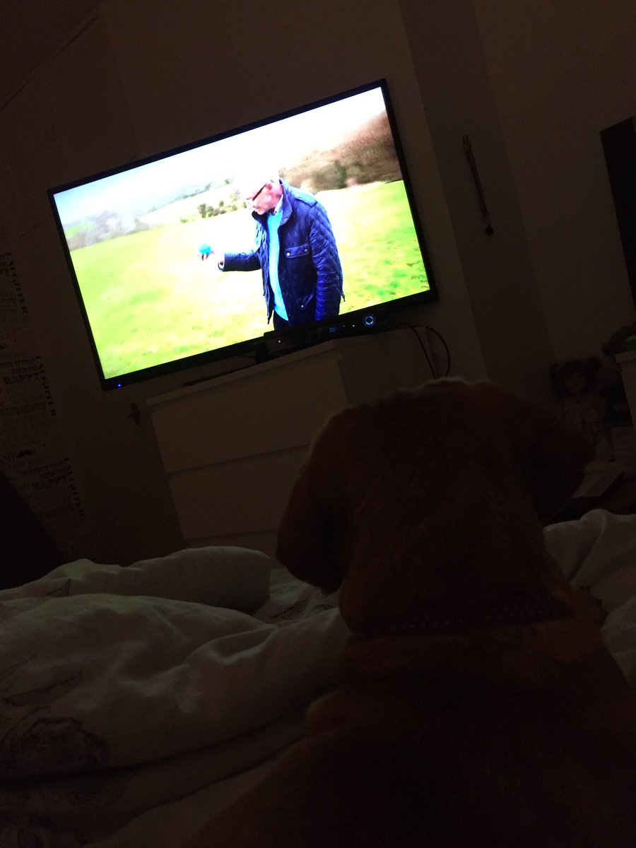 Fairlie09's tweet photo. @itvpogdogs_ look at my puggle yoyo with her eyes glued to for the love of dogs!she loves it 💕🐶 https://t.co/0v8Vi2NUN0