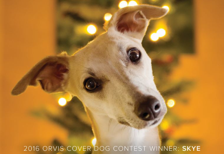 Stunning covers once again from our Orvis Cover Dog Contest. orv.is/2agcezN #dogs