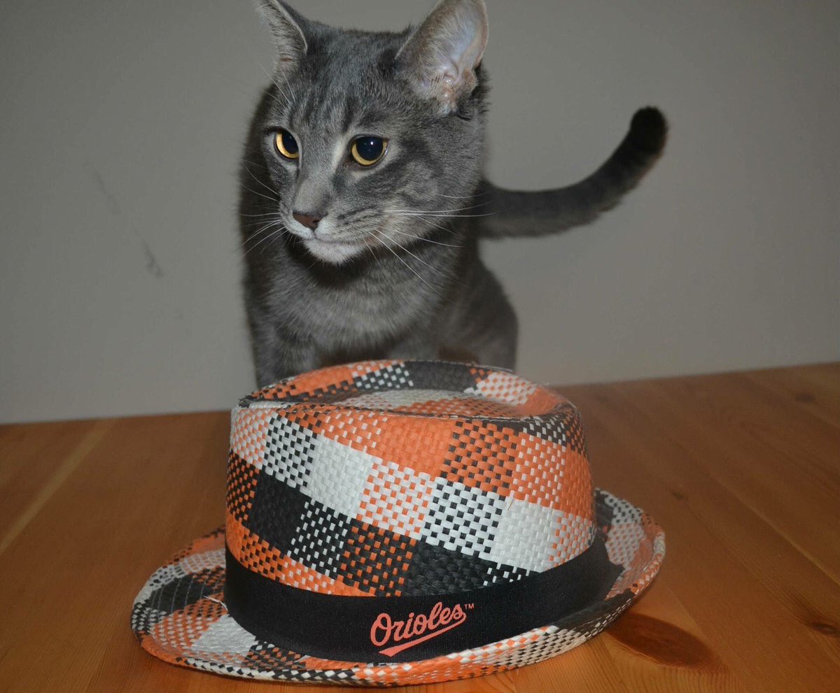 JoseMeowtista's tweet photo. Can't wait to watch the #BlueJays win the series against the #Orioles this weekend. Retweet if you agree! https://t.co/AMBXNN8YYm