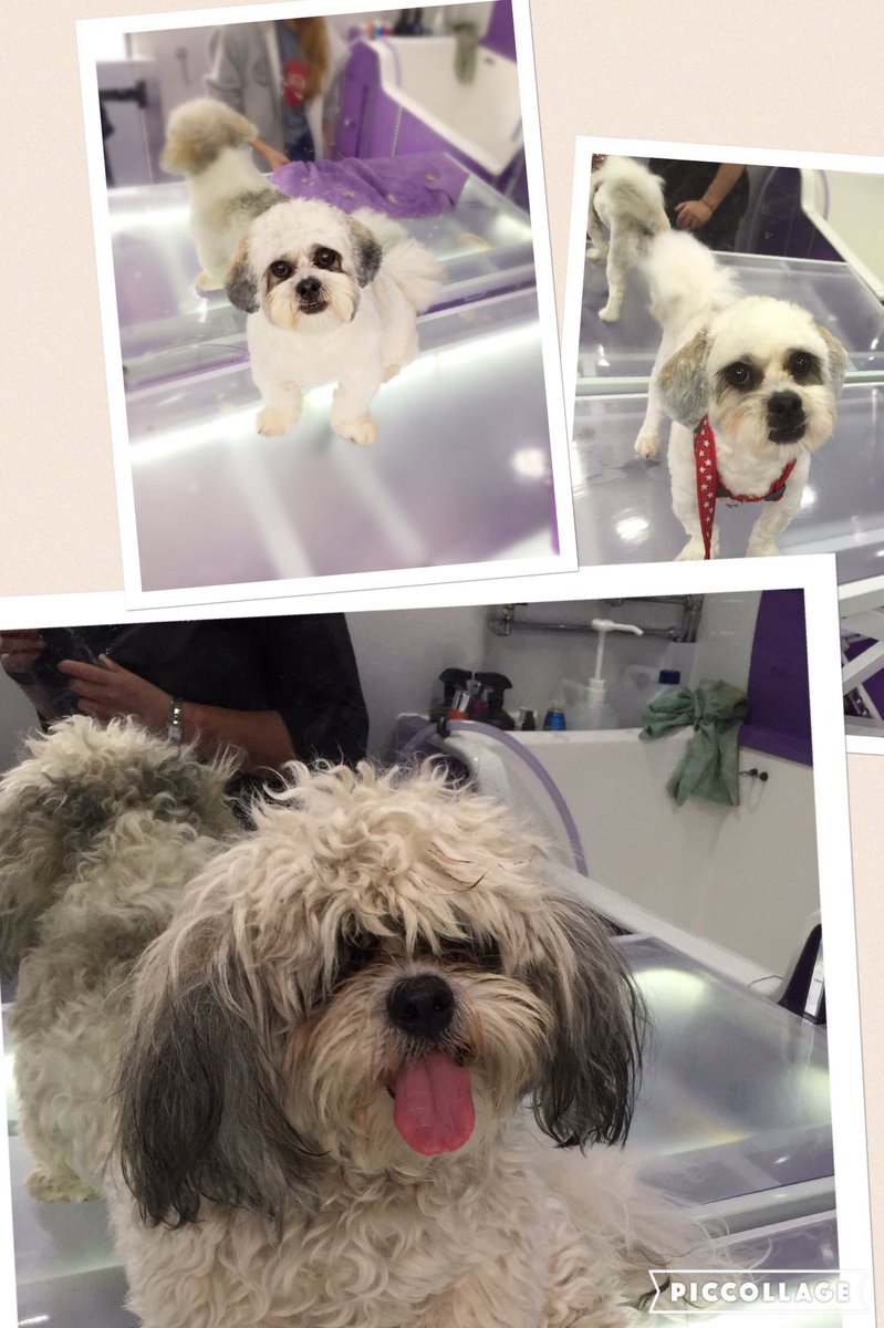 PawsParlourVan's tweet photo. From beast to beauty in 12 weeks!! #dogsoftwitter #dogsofWinchester https://t.co/B34OQAYVk3