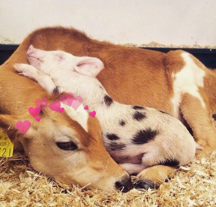 cowswithhearts's tweet photo. Friends not food https://t.co/nb7lO3ai5w