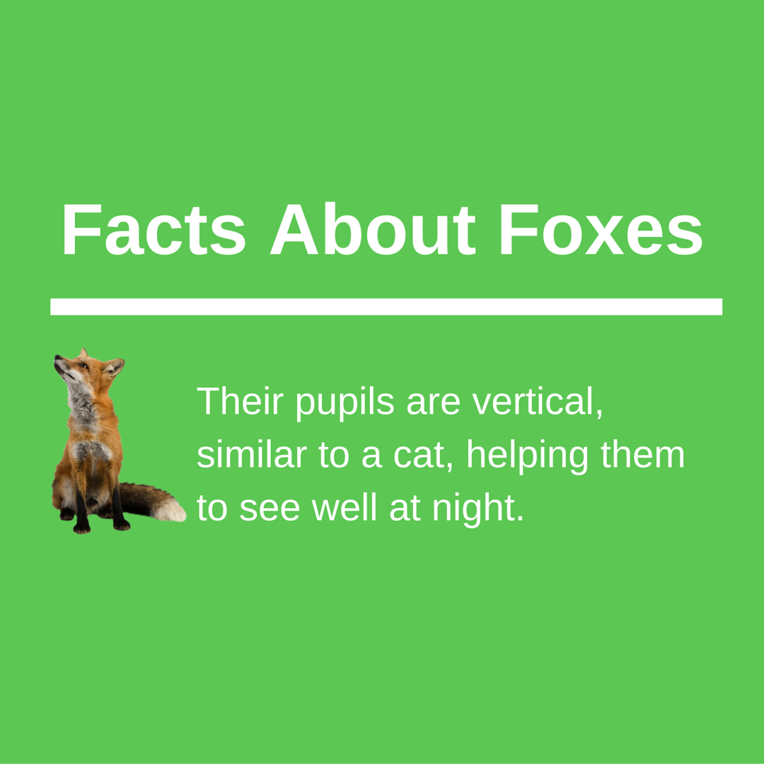 keepforests's tweet image. Share To Help Promote Awareness About Forest &amp;amp; Wildlife Conservation: KeepForests.com