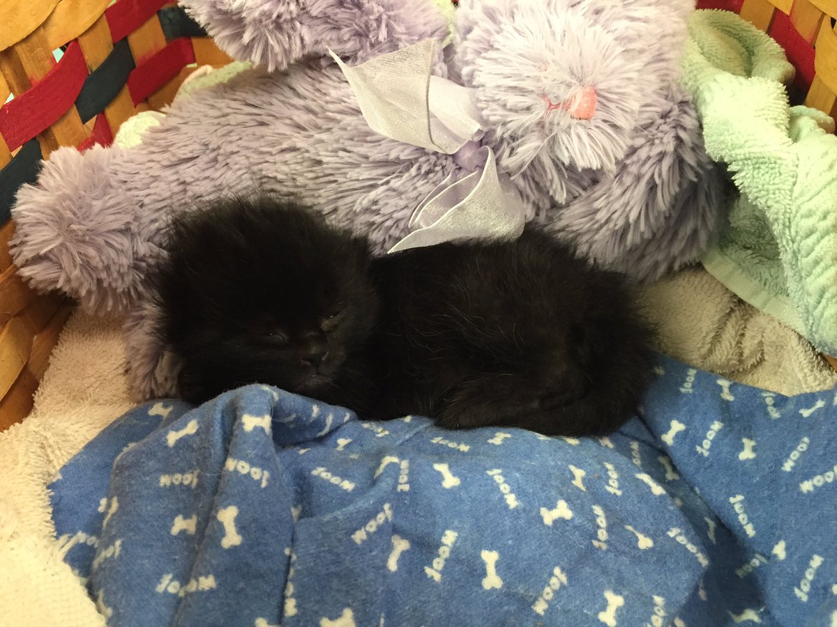 ChatsWithCats's tweet photo. Sometimes you just need somebunny to snuggle with. #CatsOfTwitter #foster #ninnen https://t.co/lNbrljoUQL