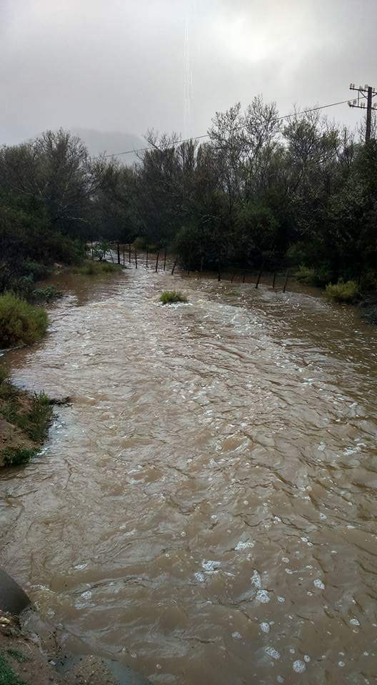 FlowerCamps's tweet photo. Blessed rain in Garies and Kammieskroon  #Namaqualand can breathe again. Watch this space! @JohnMaytham @SANParksNP https://t.co/mKpY9SJi3Q