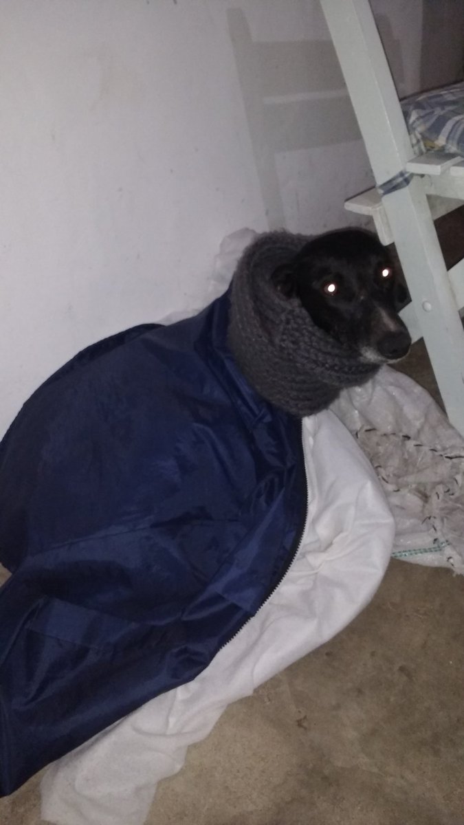 Aguustinto's tweet photo. Adoptamos a piki @Naii_Lopez002  @emi_tisano https://t.co/kKh4bAcEuo