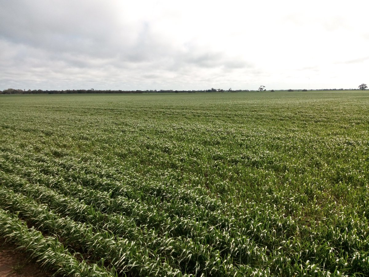 teasy64's tweet photo. #Correll #Wheat big wide leaves shining in a break in the clouds. Hopefully some Urea next week. https://t.co/cvrhYRKpPP