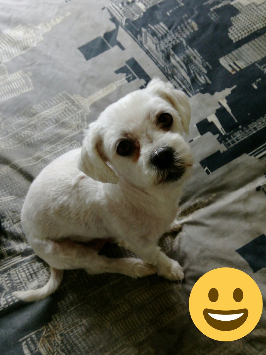 reece08520093's tweet photo. My little friend molly https://t.co/TKgxaFyaw9