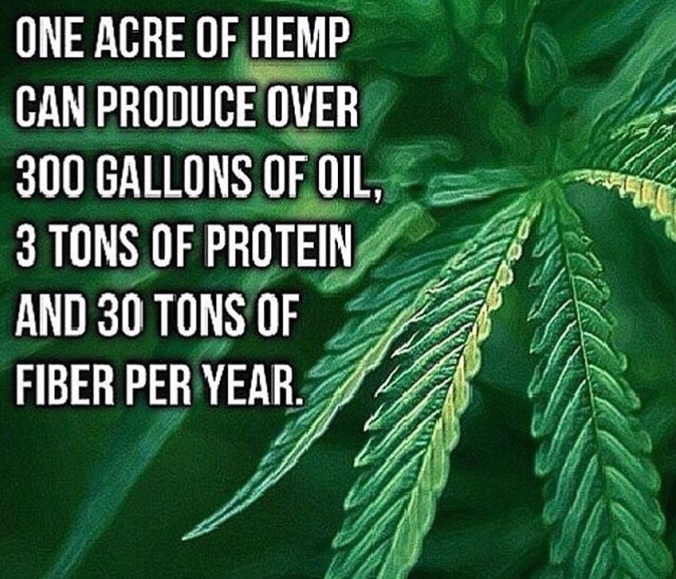 mzstoned's tweet photo. 1 acre of hemp can produce over 300 gallons of oil 3 tons of protein &amp; 30 tons of fibre per year #LegalizeMarijuana https://t.co/1LwqigUW1G