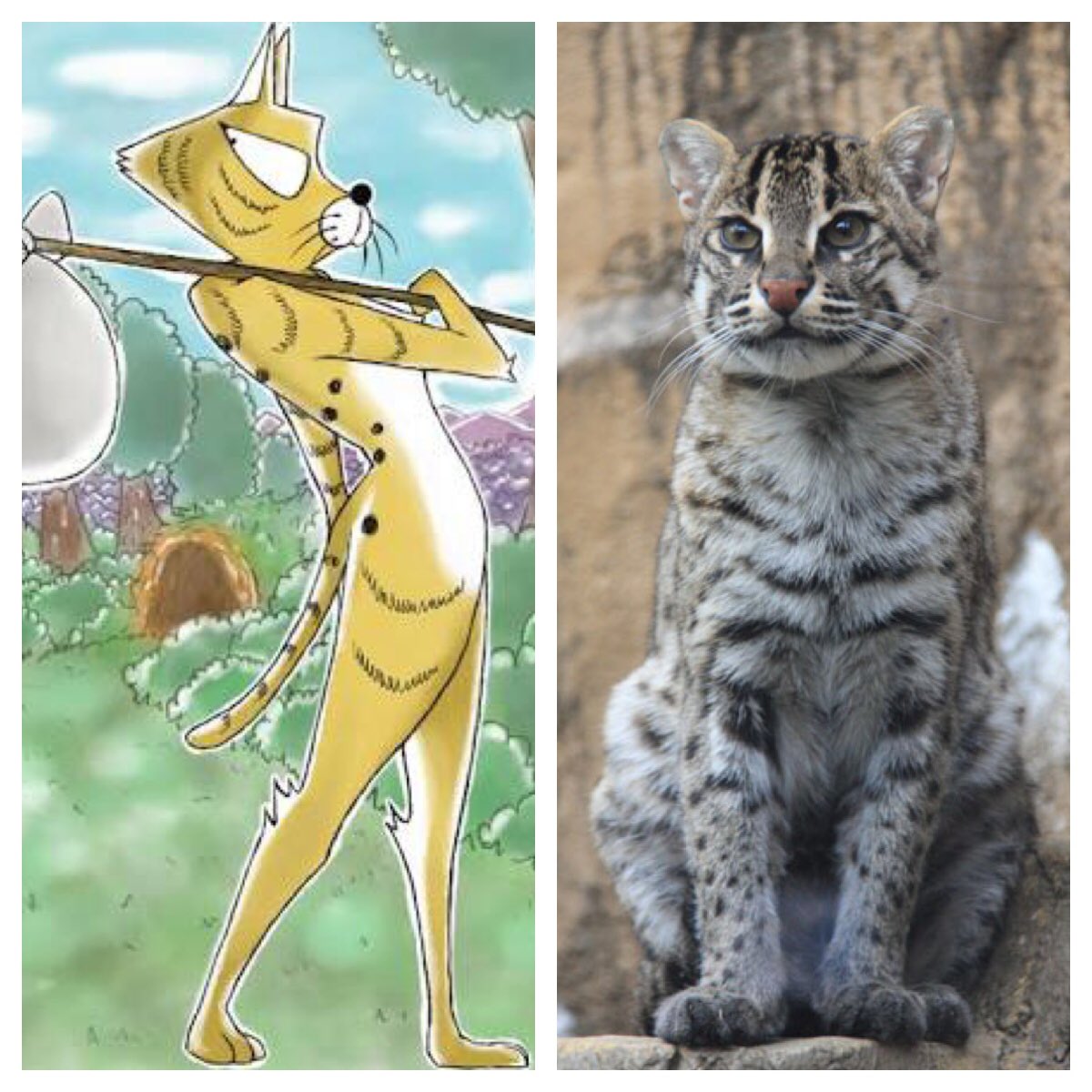 スタ子 ステイサム スナドリネコさんかっこいい ぼのぼの スナドリネコさん スナドリネコ T Co Fp7shhrgpy Twitter