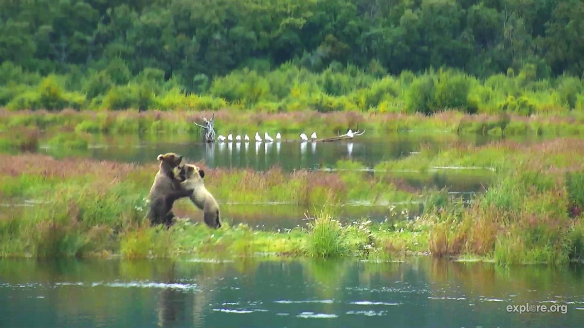 51ValleyFlowers's tweet photo. Tussle of Love;  Bear #273 and her cub play fight on Riverwatch 
@exploreorg live cam https://t.co/xbbN0bFSw1 https://t.co/b4ru9DrLpH