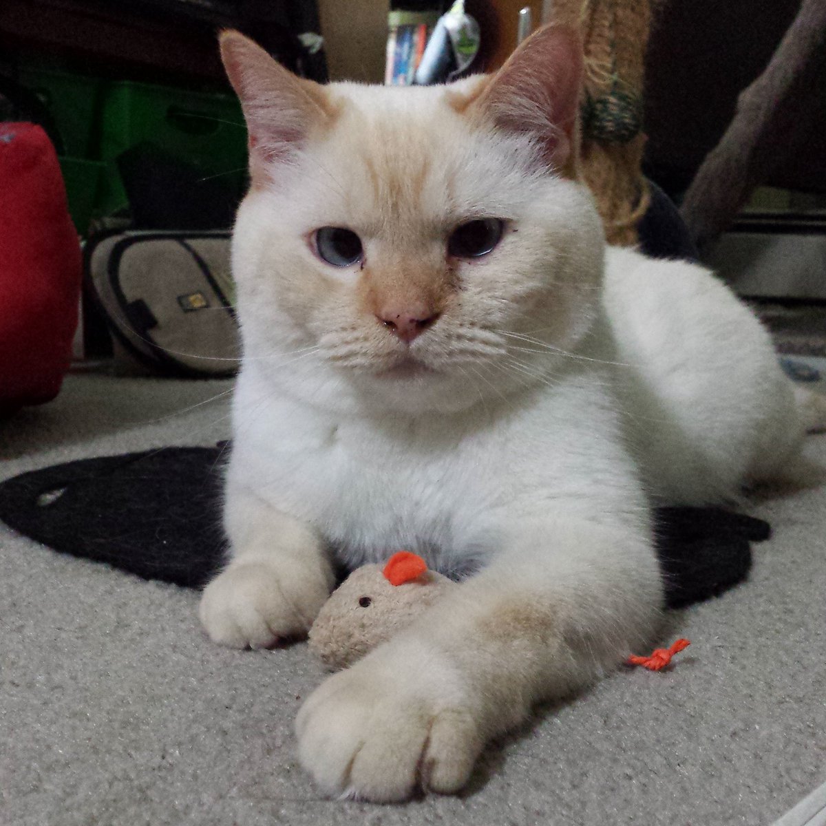 lonejaguar's tweet photo. Notice the mouse also has flame points. #CatsOfTwitter #cats https://t.co/n845sPn7zm
