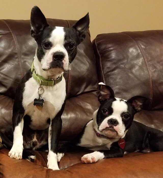 NEBTR's tweet photo. Bernie &amp; Dottie beautiful deaf #rescues that are beyond words awesome #AdoptDontShop looking for their 4-ever homes! https://t.co/bapOkv9cGd