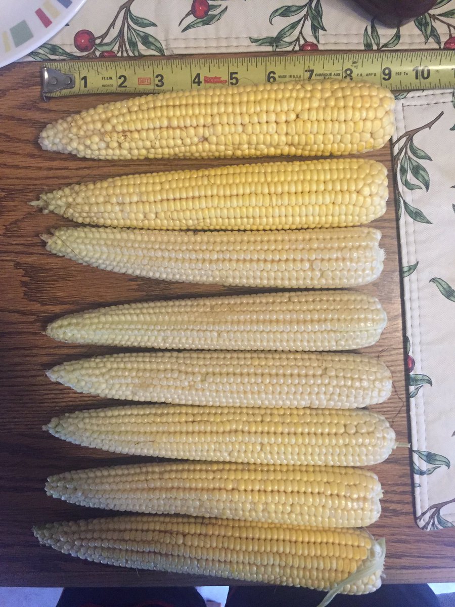 jdoubleu8's tweet photo. Well this is a good start #pioneer #p1151am #p0589am #p0636amx #corn #potential #southernMN https://t.co/mJiFpxJ1Pd