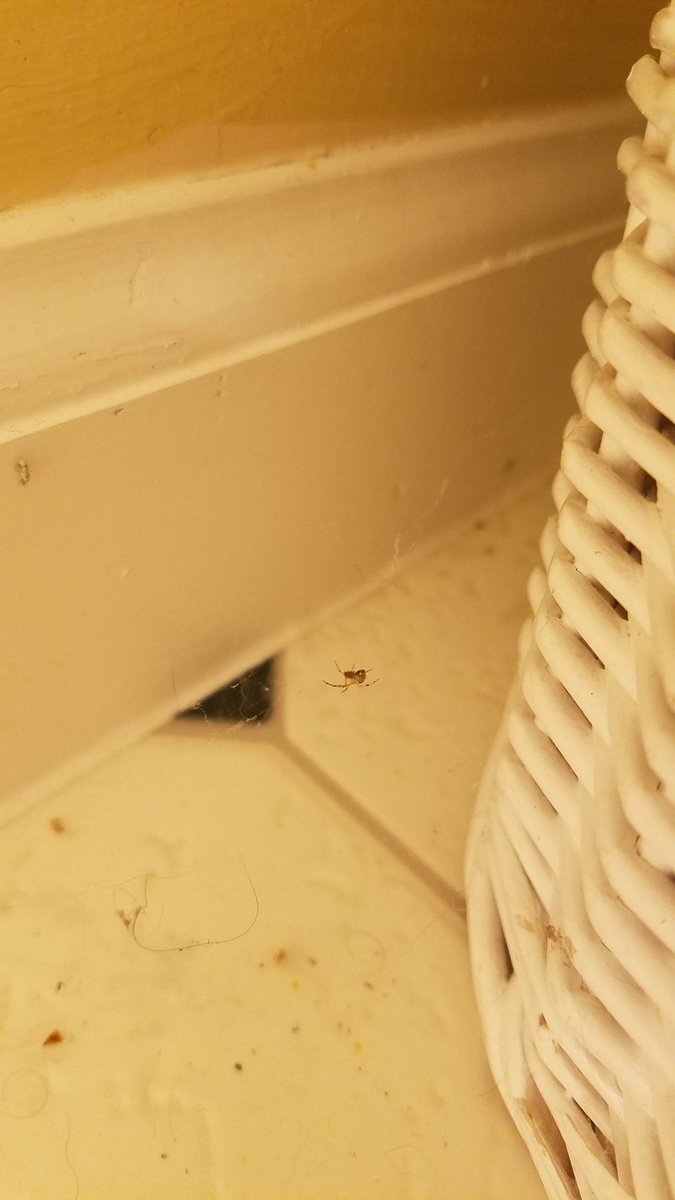 heatherstjohn11's tweet photo. When your husband doesn't take out the trash on trash day and a spider says WTF and moves in. #reallifeprobs https://t.co/yEWLvFKV7D