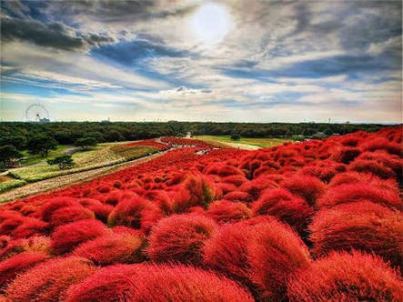 imvisavala's tweet photo. Hitachi Seaside Park!
Dont miss this place, if you are travelling to JAPAN. #visavala #JapanVisa https://t.co/D0kDntPVav