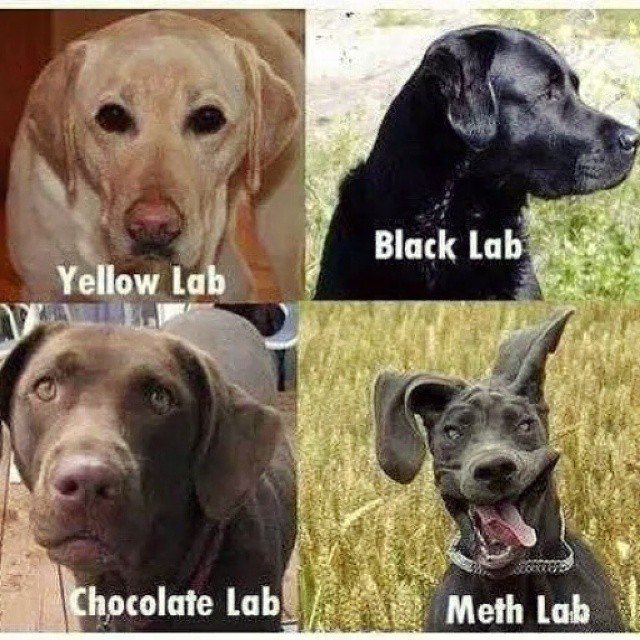 A Dog's Life tweet media